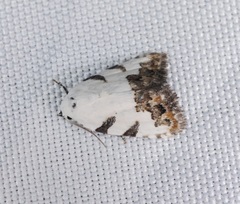 Casminola johannstumpfi