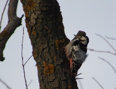 Dendrocopos leucotos