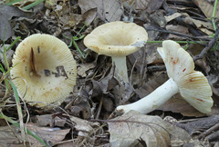 Russula pectinatoides