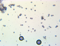 Russula pectinatoides