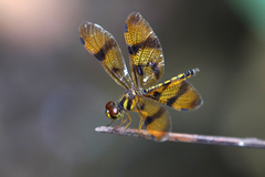 Perithemis thais