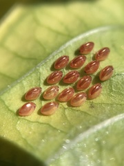 Phthiacnemia picta
