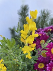 Genista pilosa