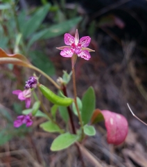 Clarkia rhomboidea