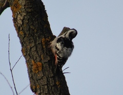 Dendrocopos leucotos