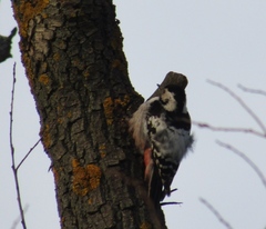 Dendrocopos leucotos