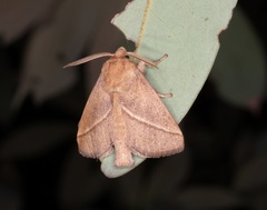 Quasithosea obliquistriga