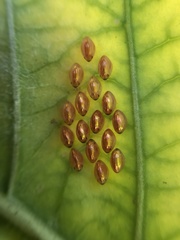 Phthiacnemia picta