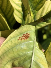 Phthiacnemia picta