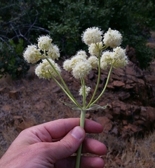 Eriogonum compositum compositum