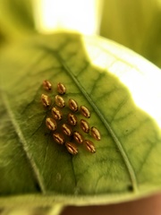 Phthiacnemia picta