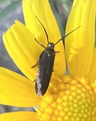 Scythris fuscicomella