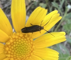 Scythris fuscicomella