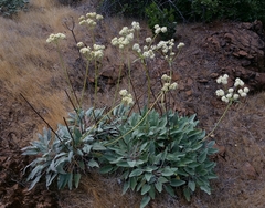 Eriogonum compositum compositum