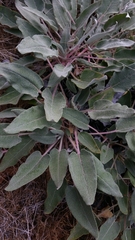 Eriogonum compositum compositum