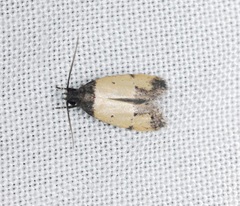 Tyrolimnas anthraconesa