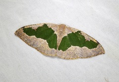 Celenna festivaria