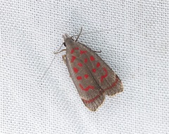 Dichomeris sandycitis