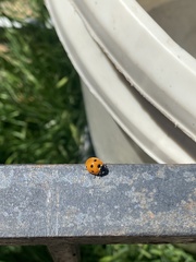 Coccinella septempunctata