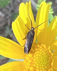 Scythris fuscicomella