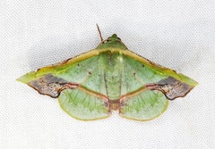Fascellina plagiata