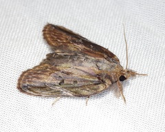 Lamprothripa scotia