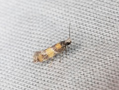 Promalactis lobatifera