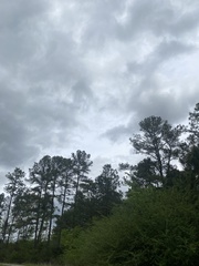 Elanoides forficatus