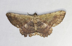 Ruttellerona pseudocessaria