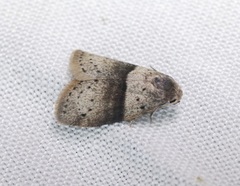 Stictane rectilinea chinesica