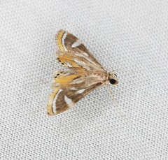 Strepsinoma croesusalis