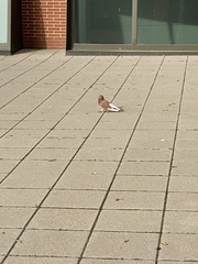 Columba livia domestica