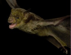Phyllostomus discolor
