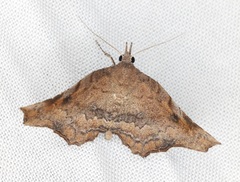 Throana pectinifer