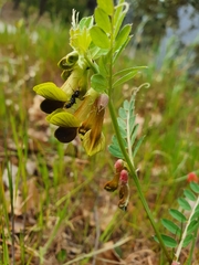 Vicia melanops