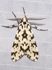 Eucereon tigrata