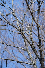 Cyanocitta cristata bromia