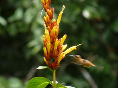 Phaethornis longuemareus