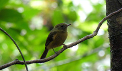 Mionectes macconnelli