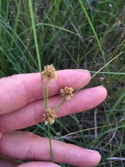 Cyperus acuminatus