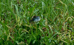 Porphyrio flavirostris