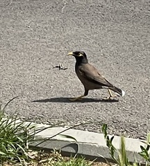 Acridotheres tristis