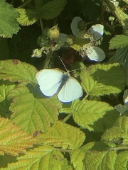 Pieris marginalis