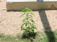 Speranskia cantonensis