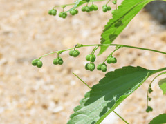 Speranskia cantonensis