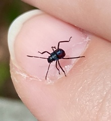 Euthyrhynchus floridanus