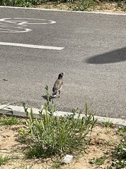 Acridotheres tristis