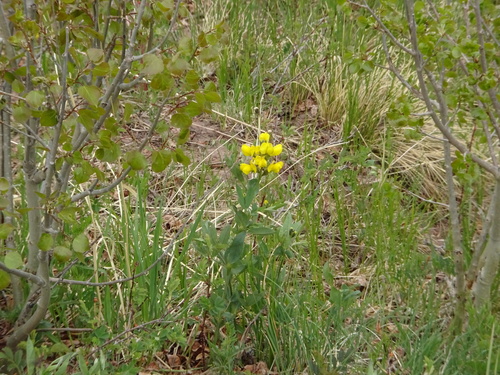 Image of Thermopsis divaricarpa by (c) Teresa Jegelewicz Mayfield-Meyer, some rights reserved (CC BY)