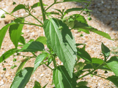 Speranskia cantonensis
