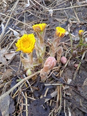 Tussilago farfara